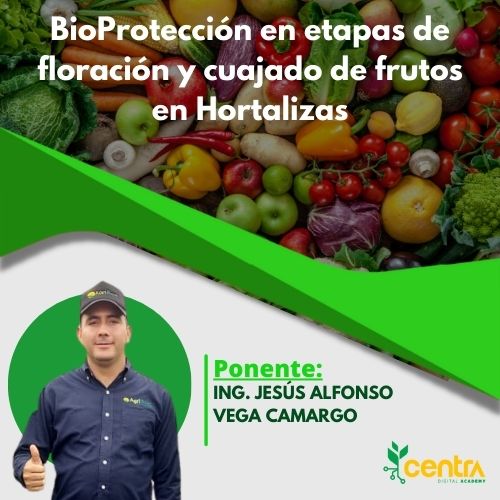 Bioprotección en etapas de floracion y cuajado de frutos en hortalizas de exportación