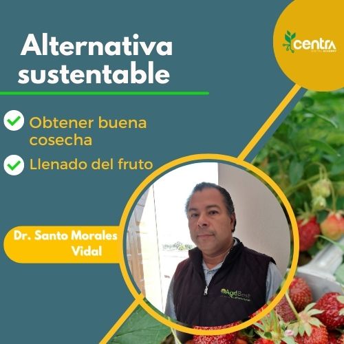 Alternativa sustentable para obtener buenas cosechas fomentando el llenado del fruto en cultivos de importancia economica
