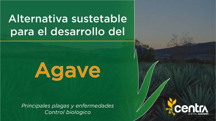 Alternativa sustetable para el desarrollo del agave