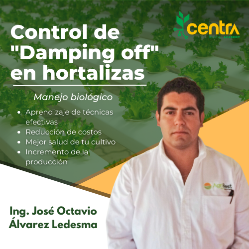 Control de «Damping off» en hortalizas